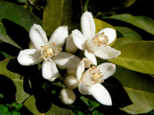 flor de azahar blanca, flor que representa el matrimonio