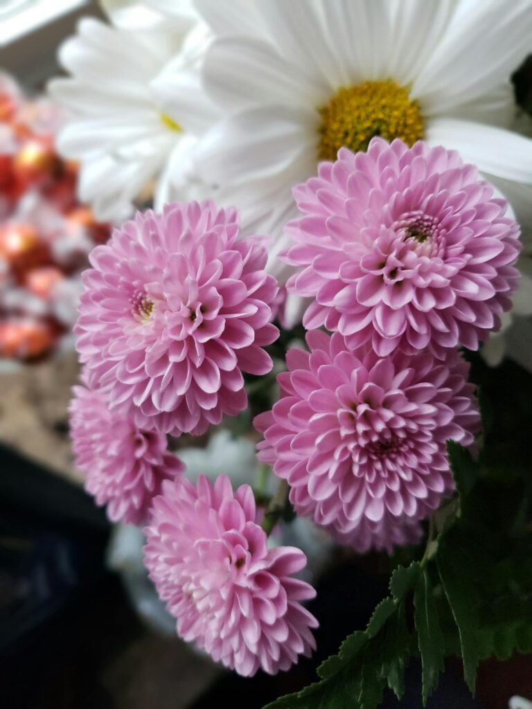 crisantemos rosas, una opción muy vistosa para decorar arreglos florales, decoración flores iglesia