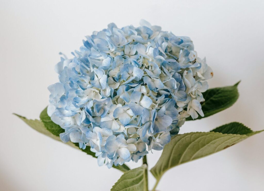 hortensias azules, por su tamaño son excelentes para decorar grandes espacios como una Iglesia