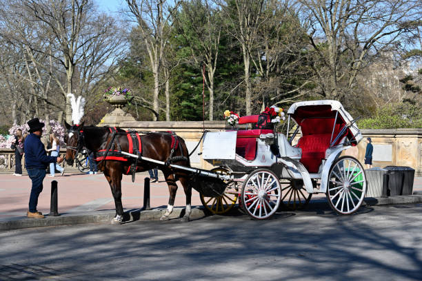 coche de caballos, coche nupcial, coche boda, decoracion coche boda, decoracion coche, decoracion boda, decoracion con flores